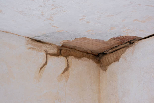 Best Mold removal after water damage  in Collierville, TN