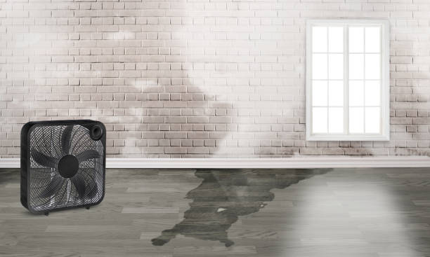 Best Water damage cleanup near me  in Collierville, TN